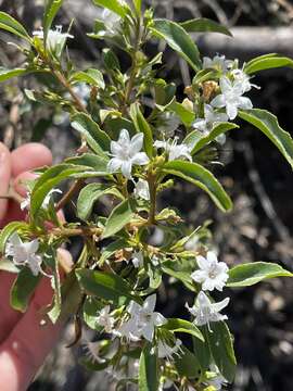 Myoporum viscosum R. Br. resmi