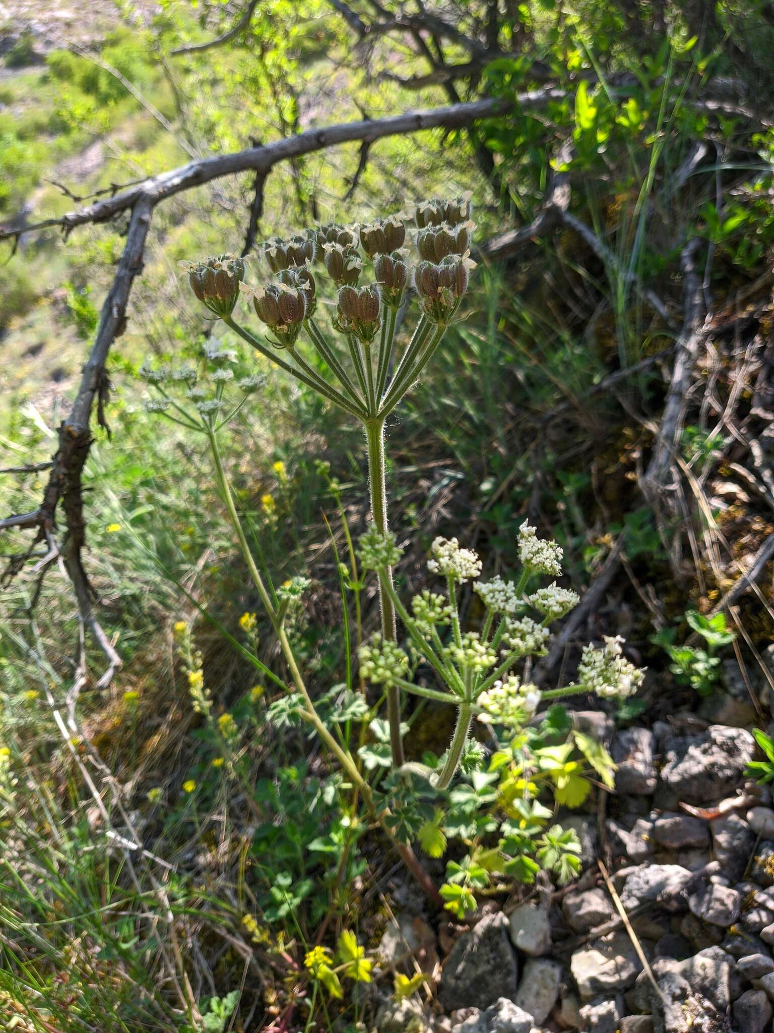 Image of Heracleum ligusticifolium Bieb.