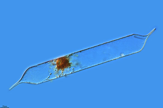 Image of <i>Proboscia alata</i>
