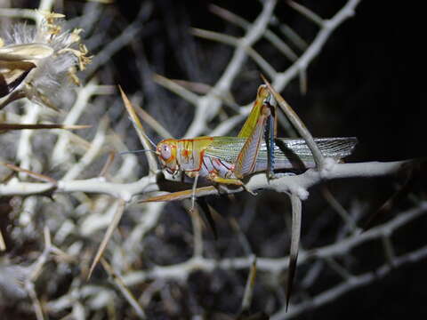 Image of Poecilotettix sanguineus Scudder & S. H. 1897