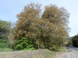 Image of hybrid oak