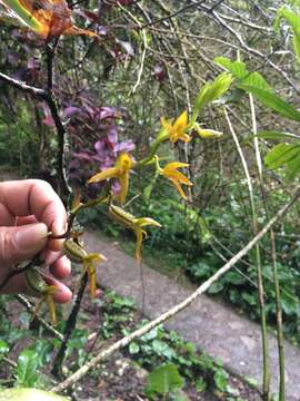 Image of Acianthera tunguraguae (F. Lehm. & Kraenzl.) A. Doucette