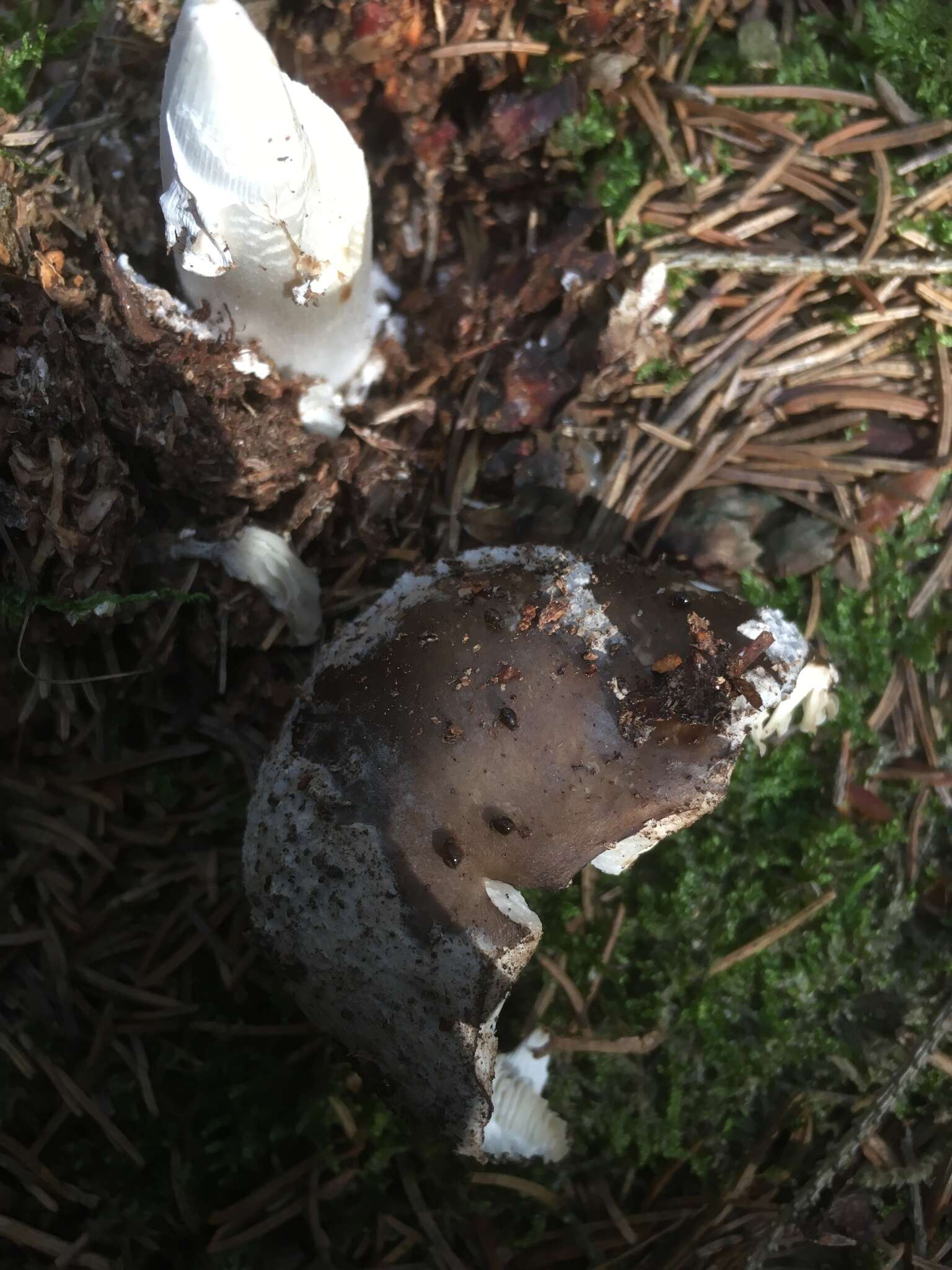 Image of Amanita excelsa (Fr.) Bertill. 1866