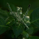 Image of Duvernoia stachytarphetoides Lindau