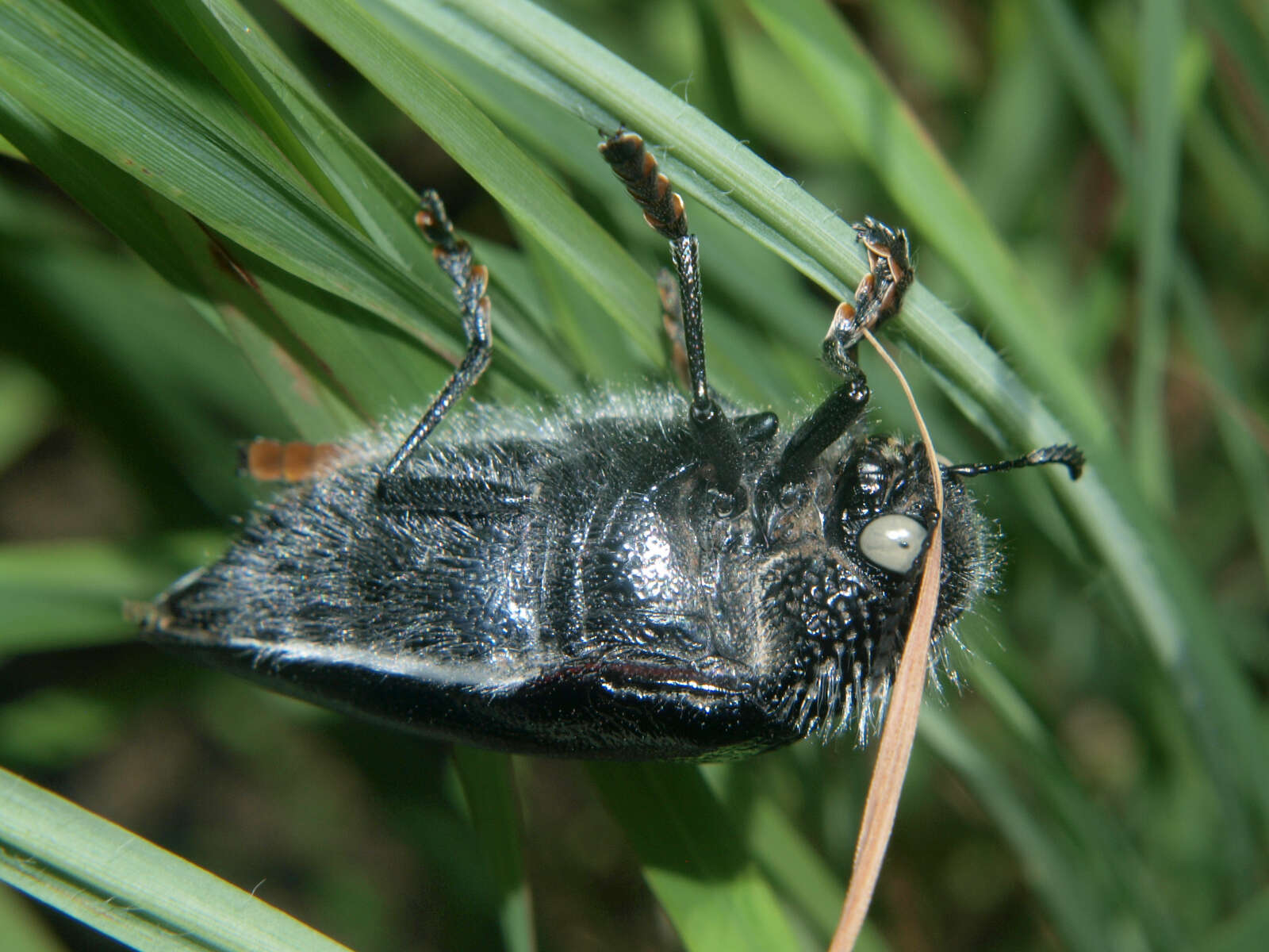 صورة Sternocera orissa variabilis Kerremans 1886