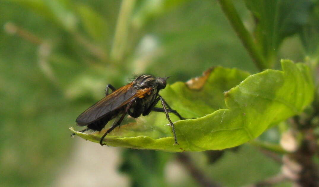 Image of Empis tessellata Fabricius 1794