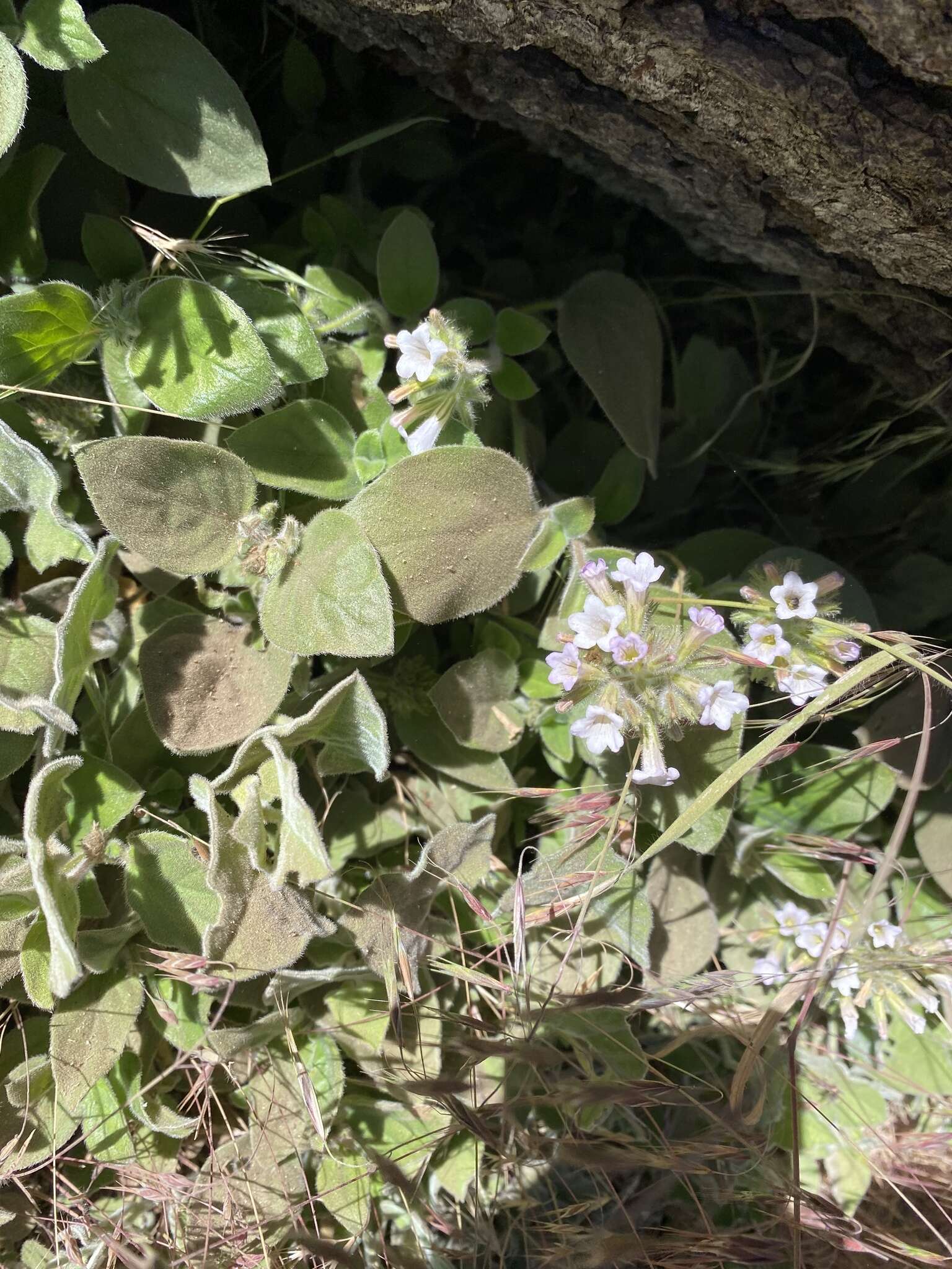 Plancia ëd Draperia systyla (A. Gray) Torr.