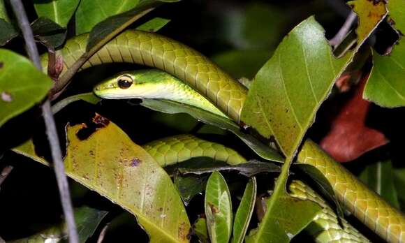 Image of Leptophis mexicanus hoeversi Henderson 1976