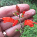 صورة Salvia alborosea Epling & Játiva