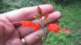 Image of Salvia alborosea Epling & Játiva