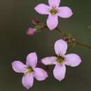 Image of Stenotis australis (I. M. Johnst.) Terrell