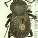 Eleodes (Blapylis) pimelioides Mannerheim 1843 resmi