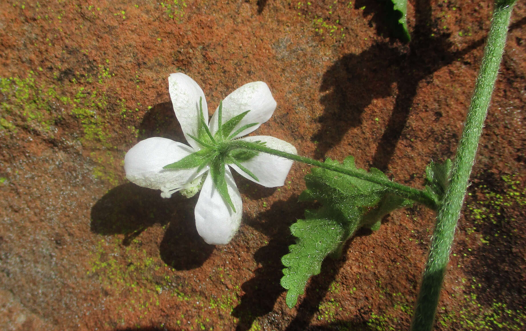 Imagem de Hibiscus meyeri Harv.