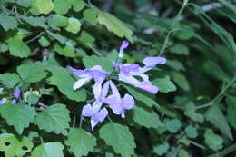 Image de Plectranthus saccatus subsp. pondoensis van Jaarsv. & T. J. Edwards