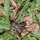 Imagem de Velarifictorus (Velarifictorus) aspersus (Walker & F. 1869)