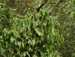 Image of Piper crassinervium Kunth