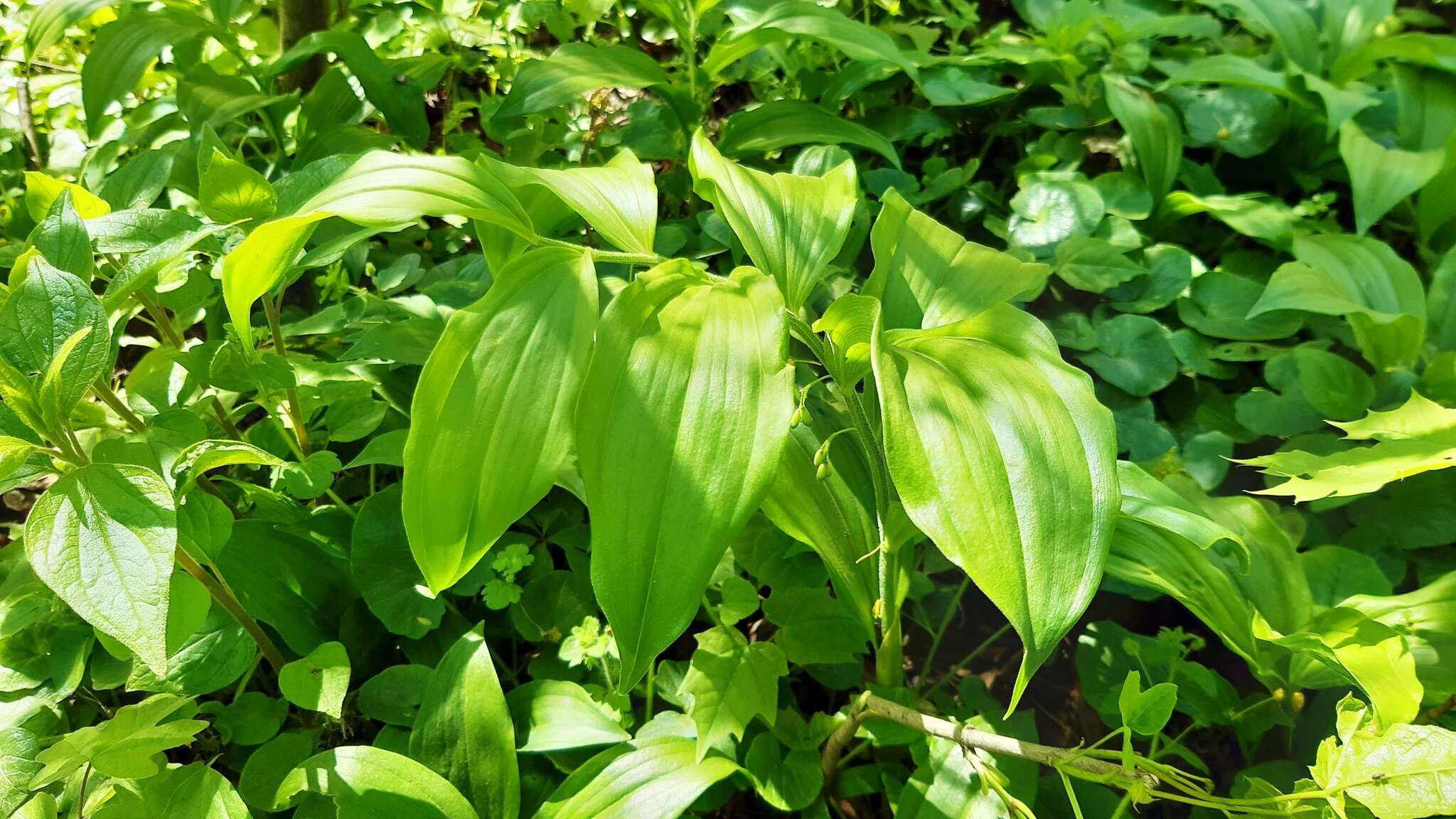 Image of Broadleaf solomon's seal