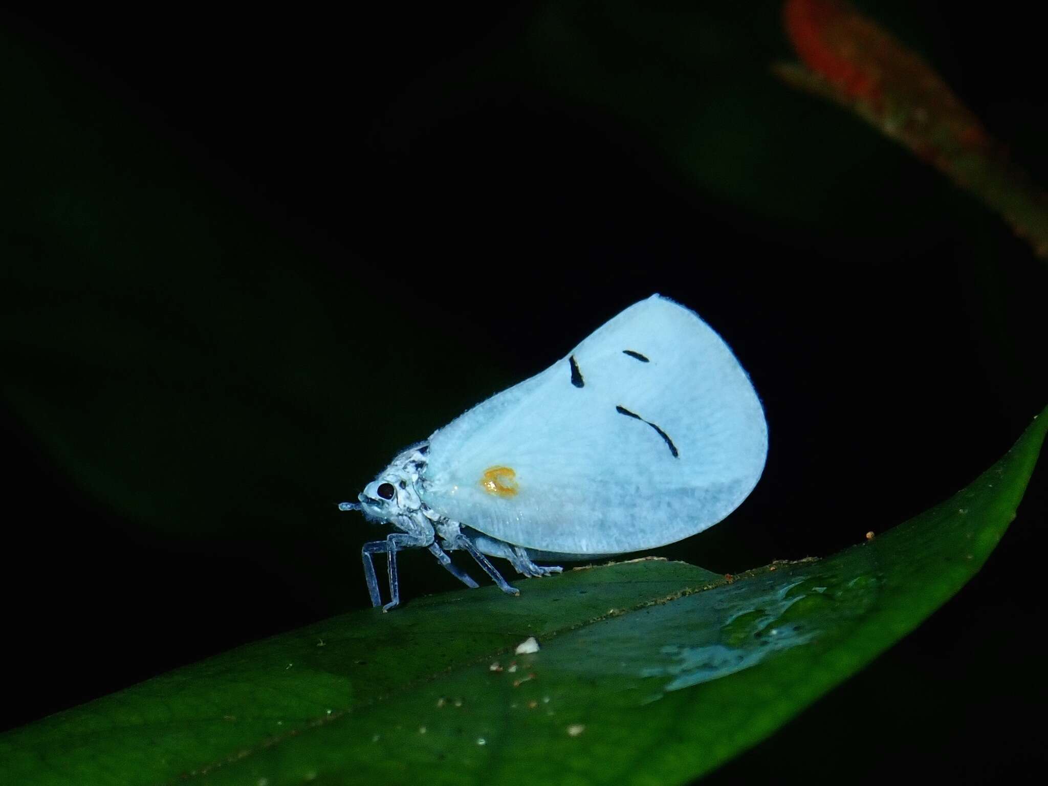 Image of Cerynia maria (White 1846)