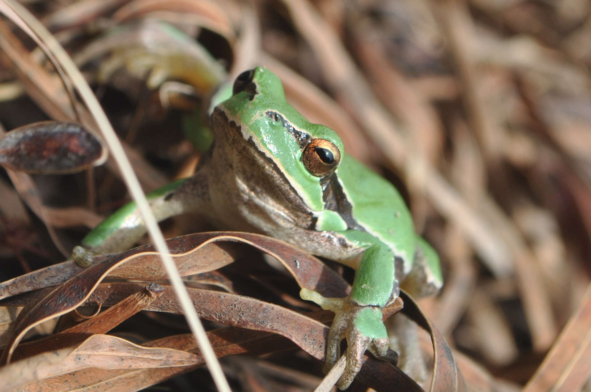 Image of Lemon-yellow tree frog