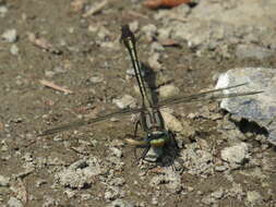 Image of Gomphurus septima (Westfall 1956)