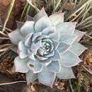 Image of Echeveria cuspidata Rose ex Britton & Rose