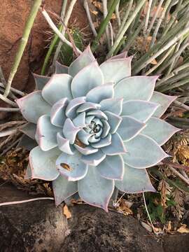 Image of Echeveria cuspidata Rose ex Britton & Rose