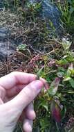 صورة Persicaria longiseta (De Bruyn) Kitagawa