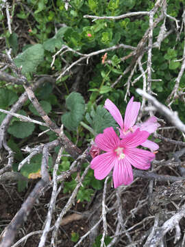 Image of dwarf checkerbloom