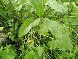 Image de Ligularia thyrsoidea (Ledeb.) DC.