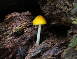 Pluteus flavofuligineus G. F. Atk. 1902 resmi