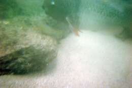 Image of Bicolor Parrotfish