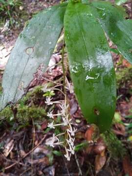 Image of Aerangis macrocentra (Schltr.) Schltr.