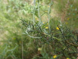 Image of Genista hispanica subsp. hispanica