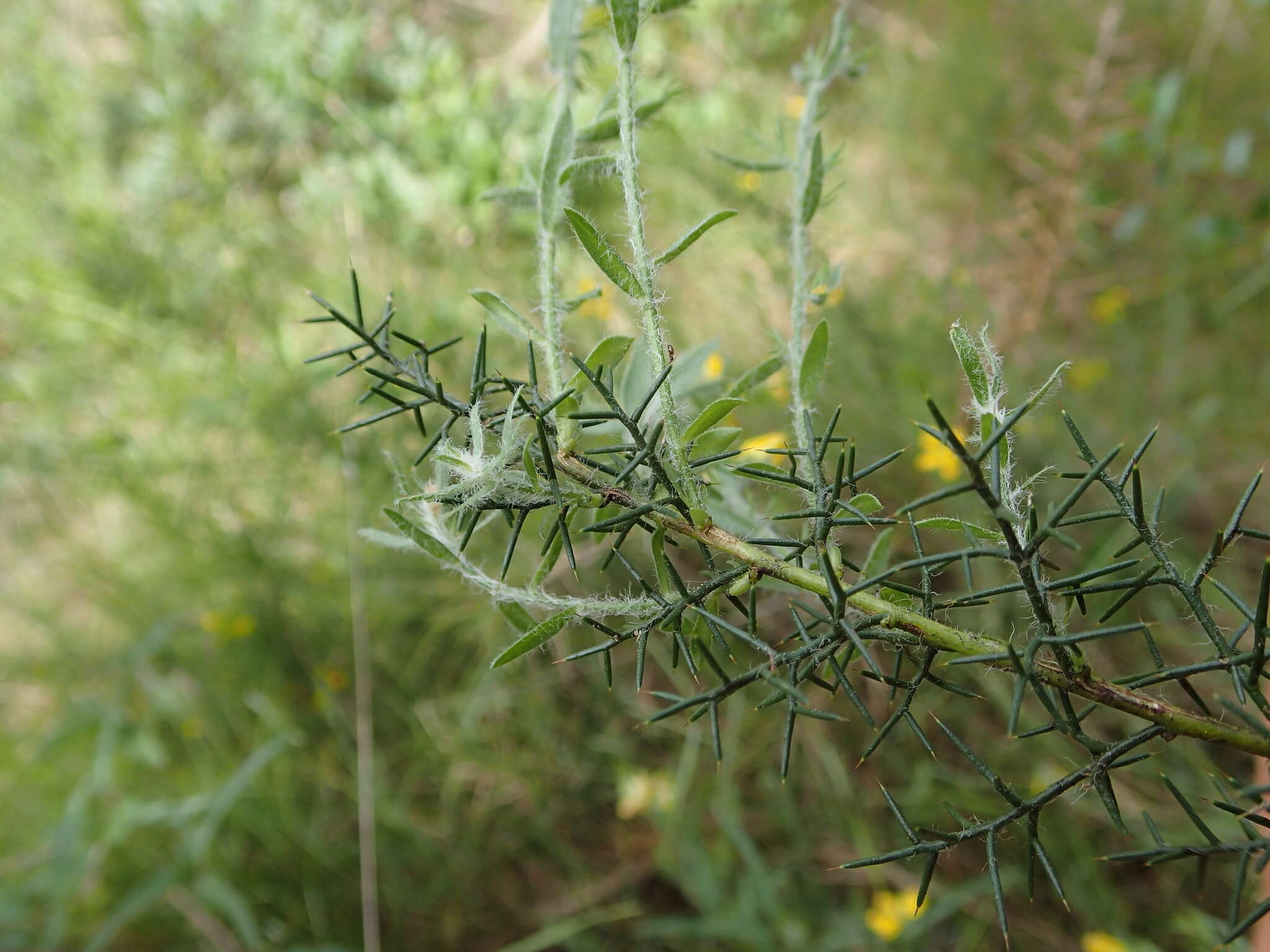 Слика од Genista hispanica subsp. hispanica