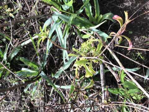 Image of Sixalix atropurpurea (L.) W. Greuter & Burdet