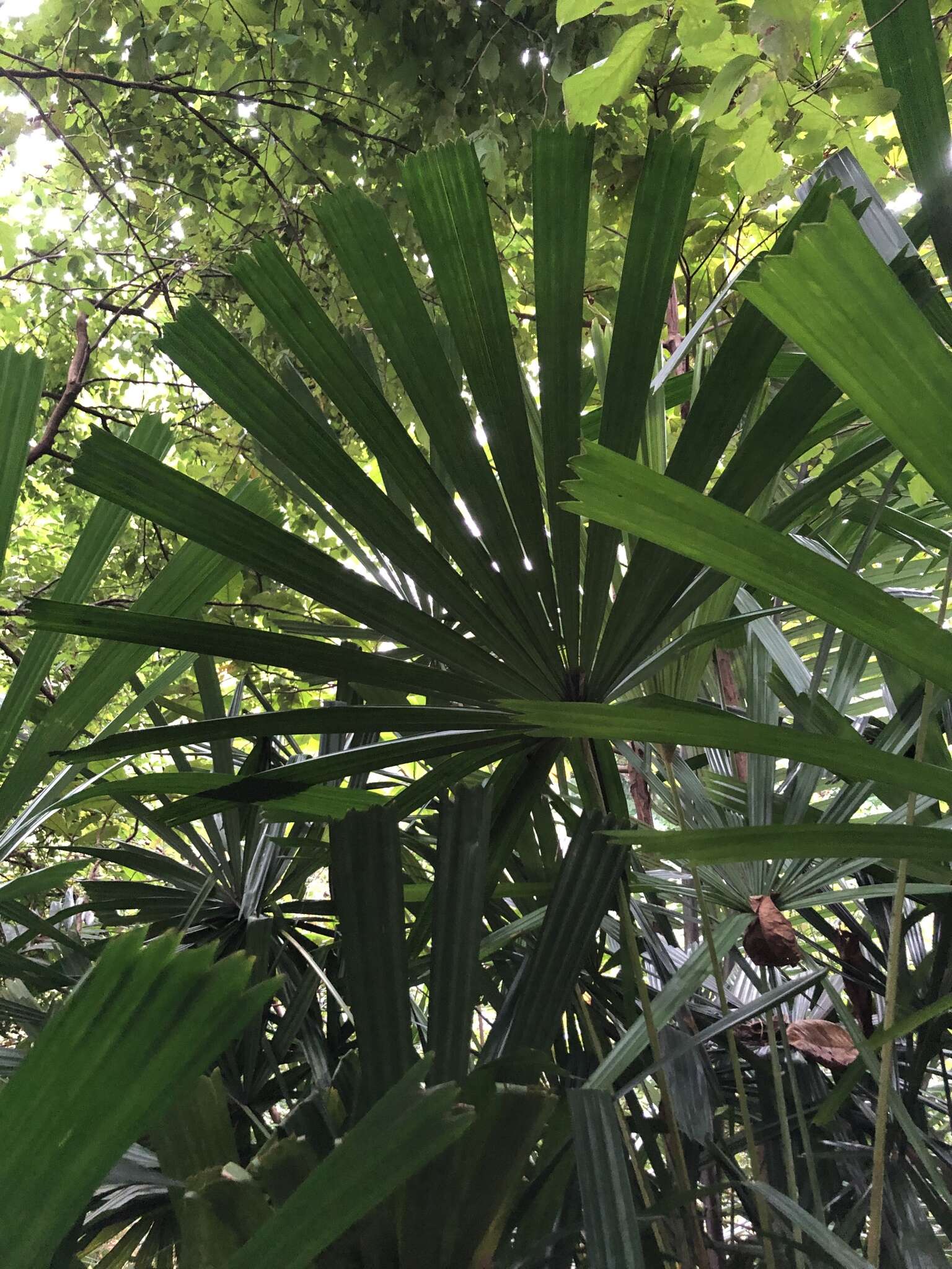 Image of Mangrove fan palm