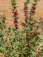 Image of Three-wing Bluebush