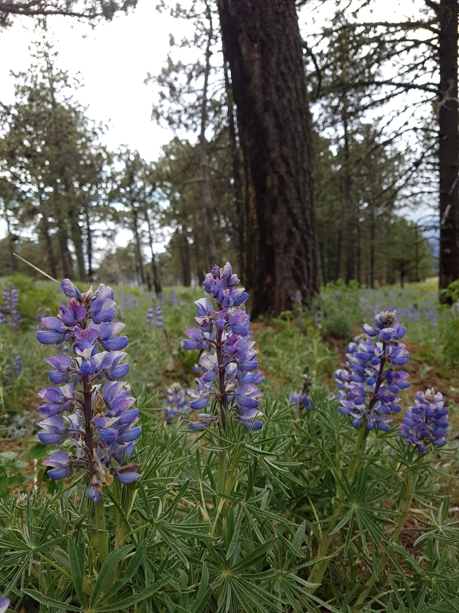 Plancia ëd Lupinus cacuminis Standl.