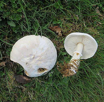 Image of <i>Leucoagaricus leucothides</i>