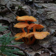 Image of Hygrocybe squamulosa (Ellis & Everh.) Arnolds 1995