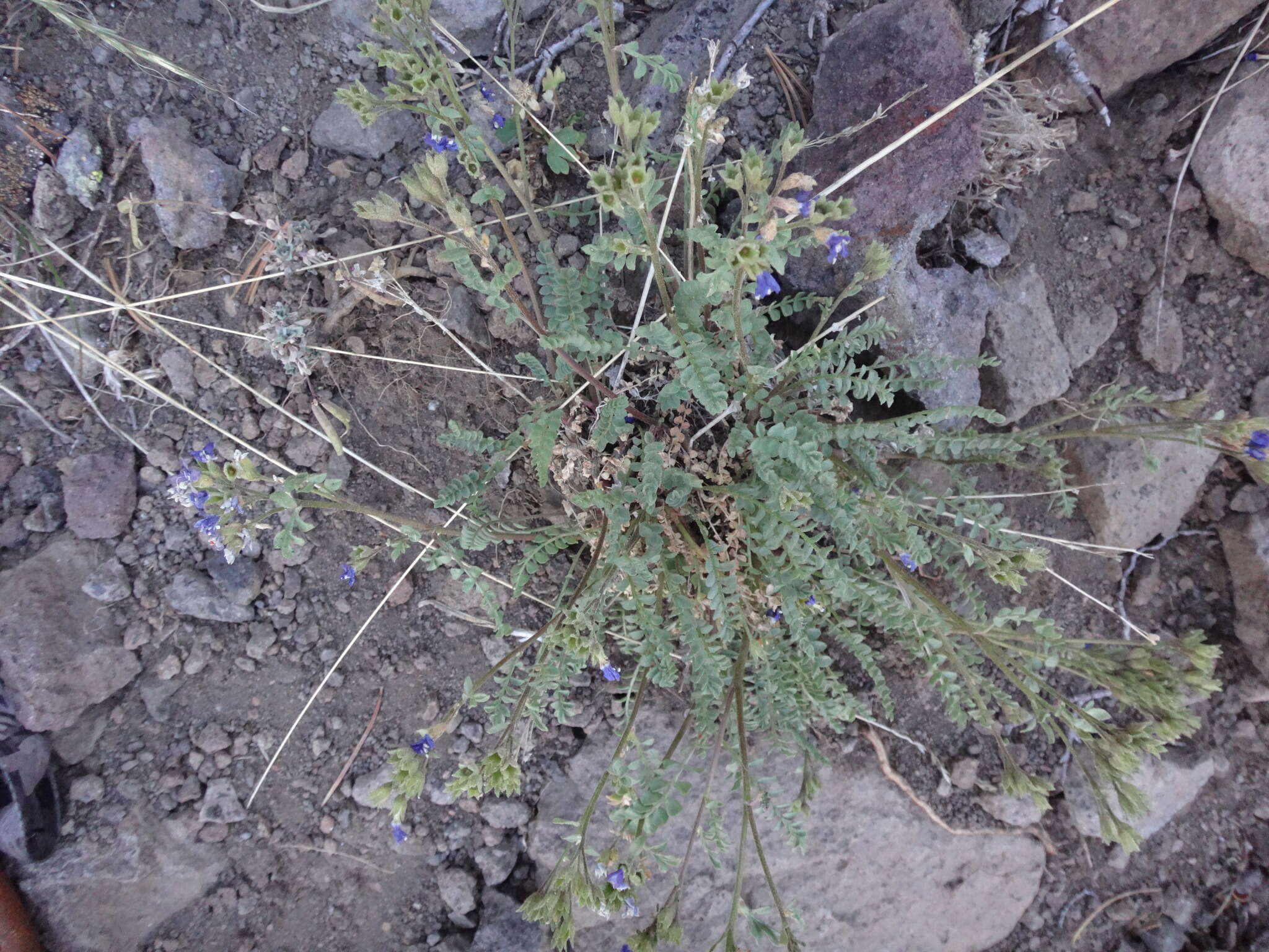 Image de Polemonium pulcherrimum subsp. pulcherrimum