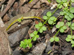 Image of Galium propinquum A. Cunn.