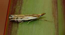 Image of common grass moth