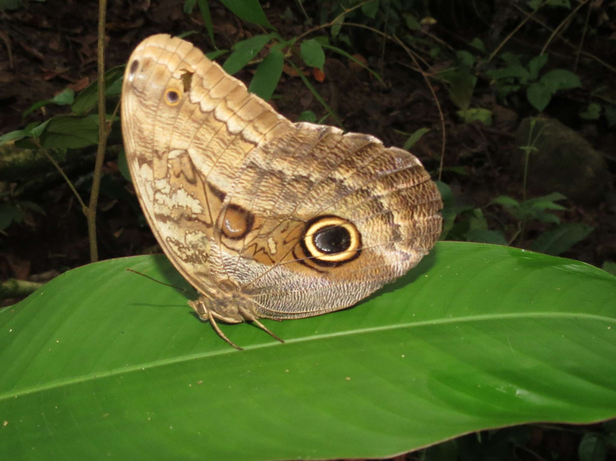 Image of Caligo illioneus oberon Butler 1870