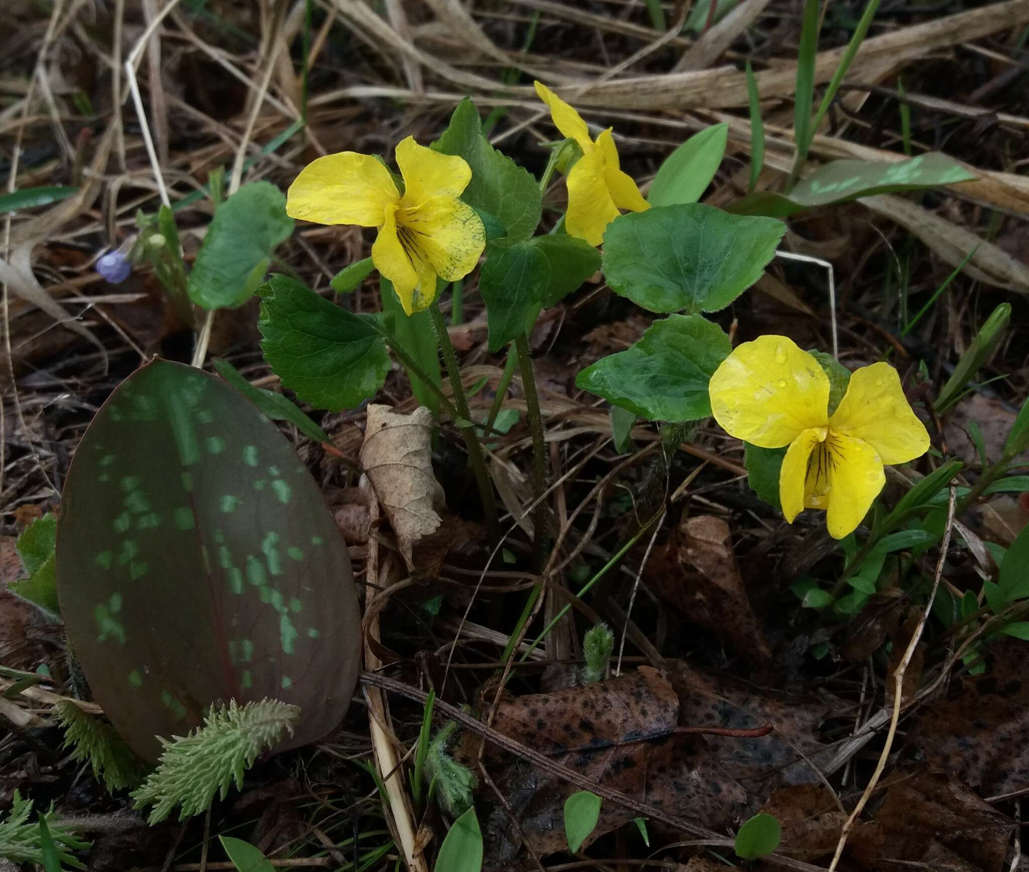 Image of Viola uniflora L.