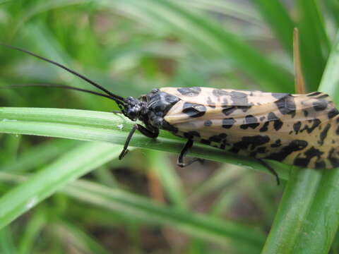 Image of Semblis phalaenoides (Linnaeus 1758)