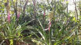 Image of Aechmea stenosepala L. B. Sm.