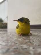 Image of Black-lored Yellowthroat