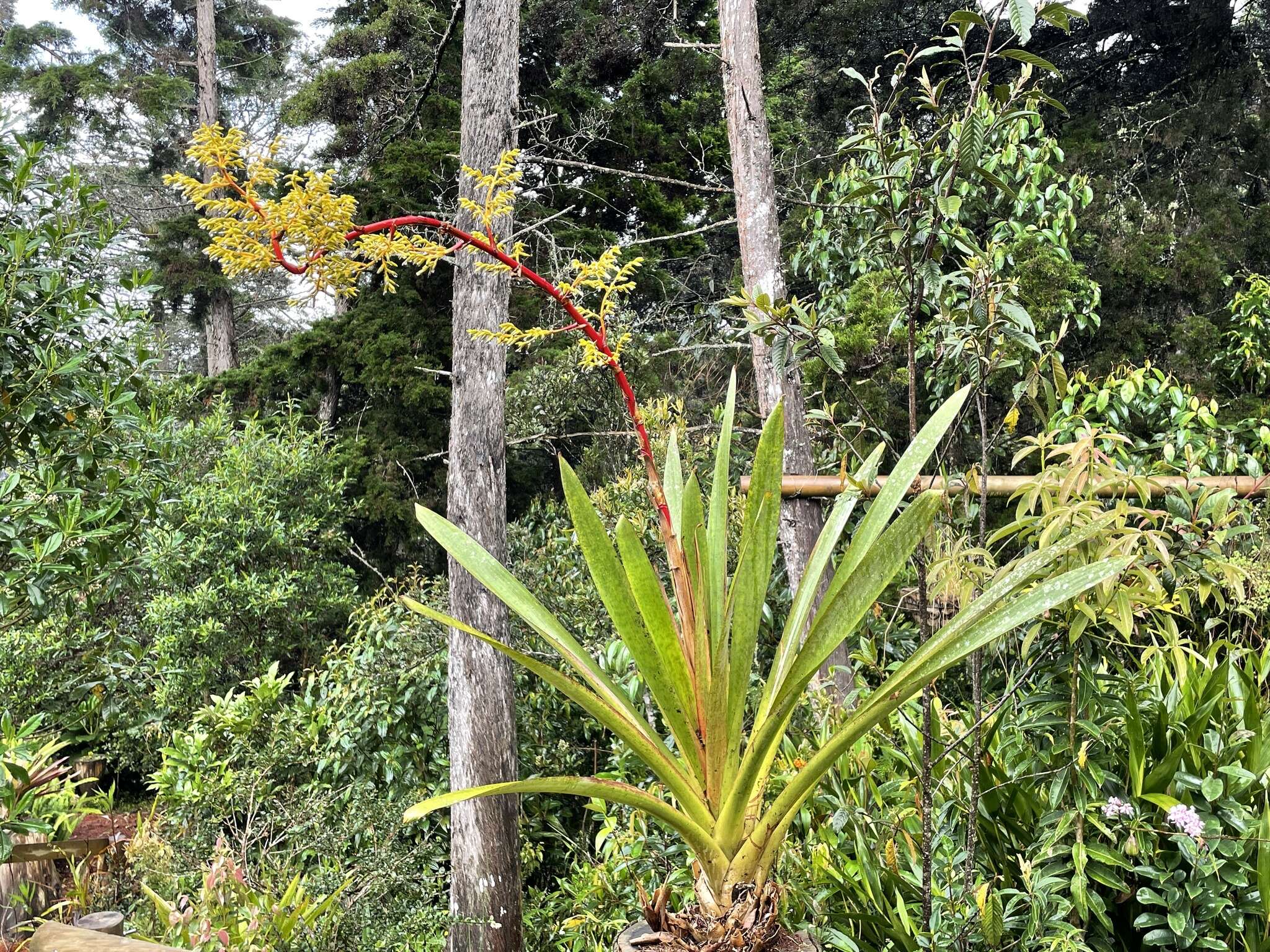 Guzmania diffusa L. B. Sm.的圖片