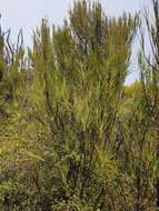 Image of Dracophyllum longifolium var. cockayneanum (Du Rietz.) W. R. B. Oliver